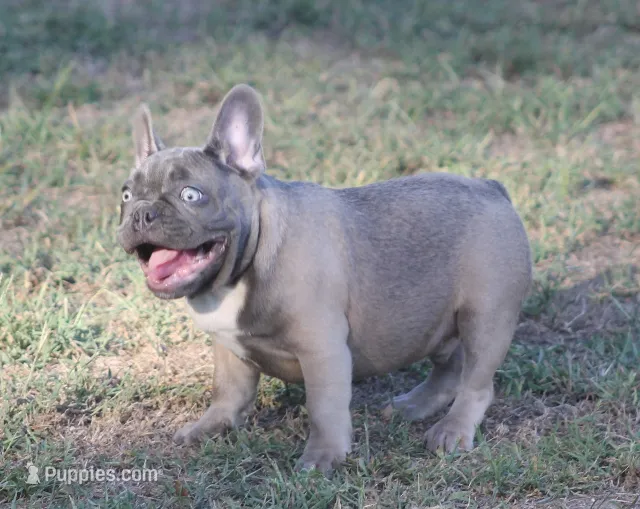 George – French Bulldog puppy for sale in Hiwasse, AR
