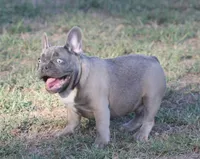 George, a male French Bulldog for sale in Hiwasse, AR – 1 of 7
