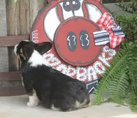 Bodie, a male Pembroke Welsh Corgi for sale in Hiwasse, AR – 3 of 10