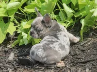 Sissy, a female French Bulldog for sale in Hiwasse, AR – 2 of 9