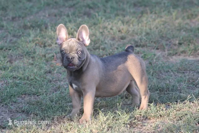 Renny – French Bulldog puppy for sale in Hiwasse, AR