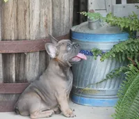Renny, a female French Bulldog for sale in Hiwasse, AR – 4 of 9