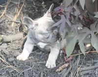 Daisy, a female French Bulldog for sale in Hiwasse, AR – 4 of 8
