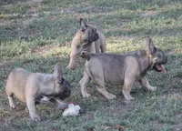 George, a male French Bulldog for sale in Hiwasse, AR – 5 of 7