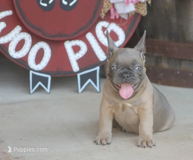 Sugar Bear – French Bulldog puppy for sale in Hiwasse, AR