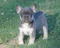 Scar, a male French Bulldog for sale in Hiwasse, AR – 5 of 7