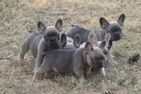Renny, a female French Bulldog for sale in Hiwasse, AR – 6 of 7