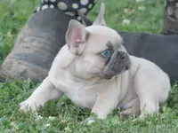 Mr Chubbs, a male French Bulldog for sale in Hiwasse, AR – 1 of 7