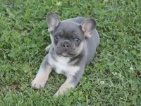 Scar, a male French Bulldog for sale in Hiwasse, AR – 6 of 7
