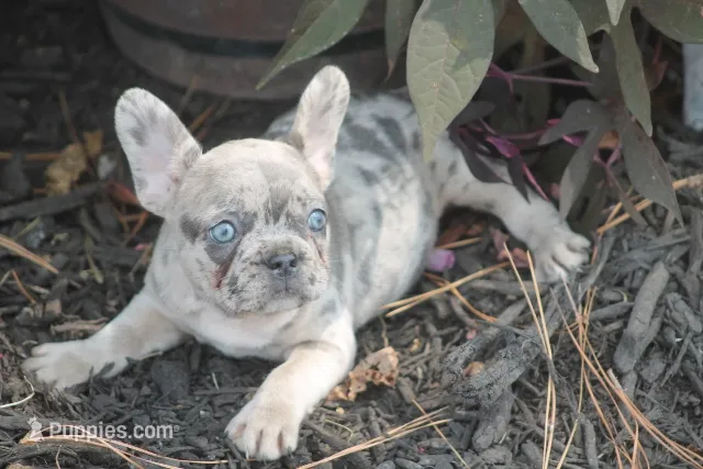 Sissy – French Bulldog puppy for sale in Hiwasse, AR