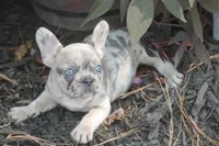 Sissy, a female French Bulldog for sale in Hiwasse, AR – 1 of 9