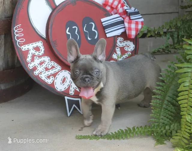 Peppa – French Bulldog puppy for sale in Hiwasse, AR
