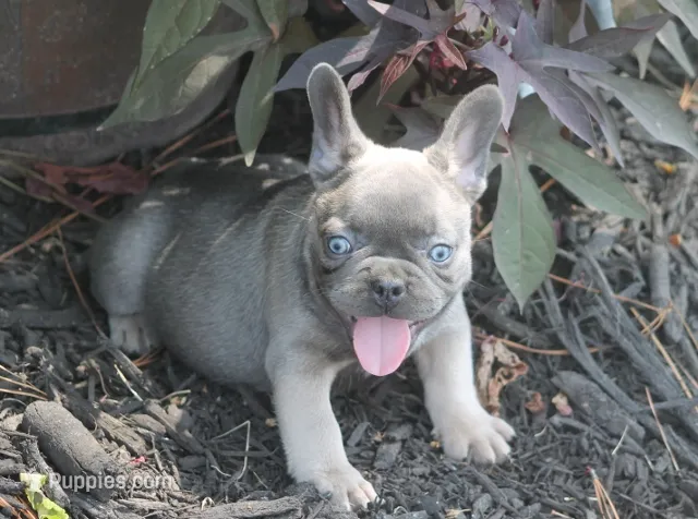 Daisy – French Bulldog puppy for sale in Hiwasse, AR