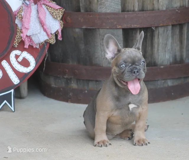 Renny – French Bulldog puppy for sale in Hiwasse, AR