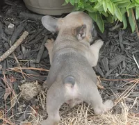 Sugar Bear, a male French Bulldog for sale in Hiwasse, AR – 4 of 5