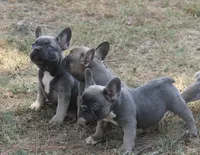 Winnie, a female French Bulldog for sale in Hiwasse, AR – 9 of 9