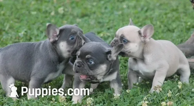Brick Junior, a male French Bulldog for sale in Hiwasse, AR – 5 of 6