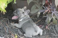 Peppa, a female French Bulldog for sale in Hiwasse, AR – 3 of 7