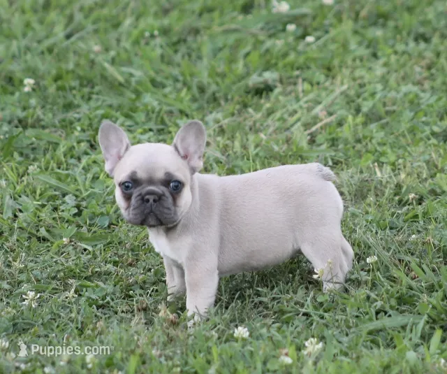 Sissy – French Bulldog puppy for sale in Hiwasse, AR