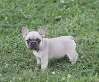 Sissy, a female French Bulldog for sale in Hiwasse, AR – 1 of 7