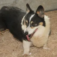 Jacko, a male Pembroke Welsh Corgi for sale in Hiwasse, AR – Photo 1 of 2