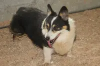 Jacko, a male Pembroke Welsh Corgi for sale in Hiwasse, AR – Photo 1 of 2