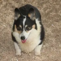 Jacko, a male Pembroke Welsh Corgi for sale in Hiwasse, AR – Photo 2 of 2