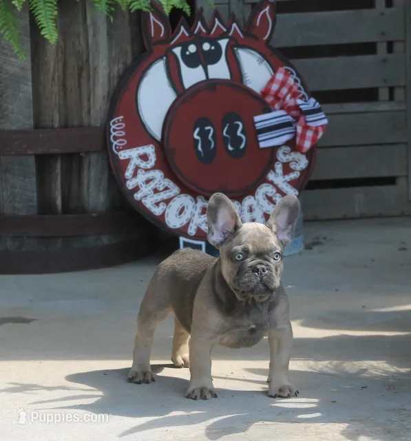 Mr. Big – French Bulldog puppy for sale in Hiwasse, AR