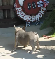 George, a male French Bulldog for sale in Hiwasse, AR – 5 of 9