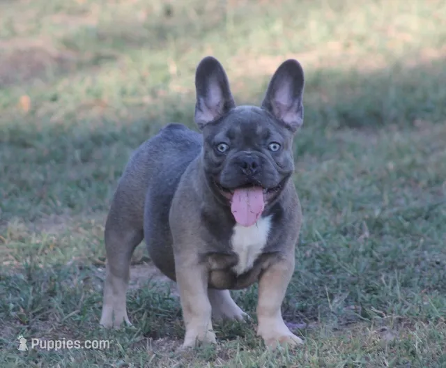 Daisy – French Bulldog puppy for sale in Hiwasse, AR