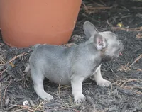 Daisy, a female French Bulldog for sale in Hiwasse, AR – 2 of 8