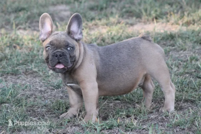Sugar Bear – French Bulldog puppy for sale in Hiwasse, AR