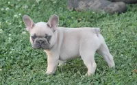 Mr Chubbs, a male French Bulldog for sale in Hiwasse, AR – 4 of 7