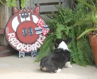 Bodie, a male Pembroke Welsh Corgi for sale in Hiwasse, AR – 4 of 10
