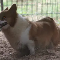 Kimber, a female Pembroke Welsh Corgi for sale in Hiwasse, AR – Photo 2 of 2