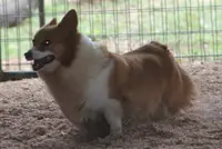 Kimber, a female Pembroke Welsh Corgi for sale in Hiwasse, AR – Photo 2 of 2