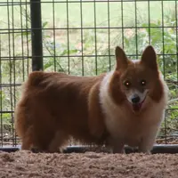 Kimber, a female Pembroke Welsh Corgi for sale in Hiwasse, AR – Photo 1 of 2