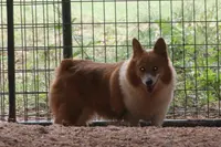 Kimber, a female Pembroke Welsh Corgi for sale in Hiwasse, AR – Photo 1 of 2