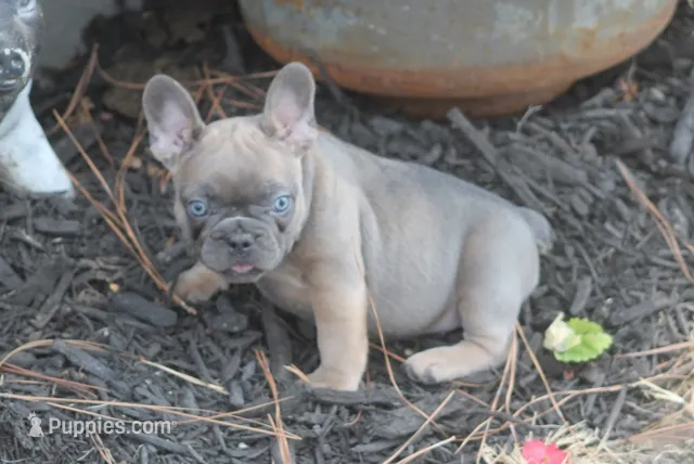 Renny – French Bulldog puppy for sale in Hiwasse, AR