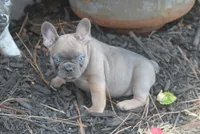 Renny, a female French Bulldog for sale in Hiwasse, AR – 1 of 7