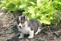 Bell, a female Pembroke Welsh Corgi for sale in Hiwasse, AR – 3 of 4