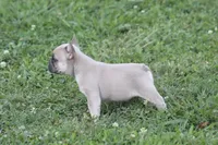 Sissy, a female French Bulldog for sale in Hiwasse, AR – 7 of 7