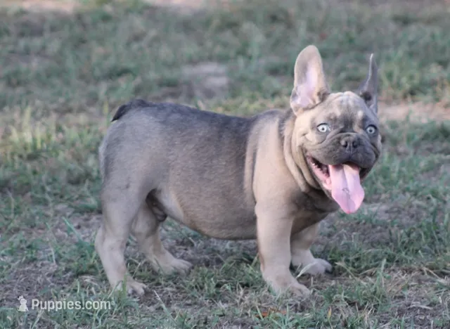Mr. Big – French Bulldog puppy for sale in Hiwasse, AR