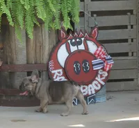 Mr. Big, a male French Bulldog for sale in Hiwasse, AR – 3 of 9