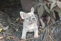 Sissy, a female French Bulldog for sale in Hiwasse, AR – 6 of 9