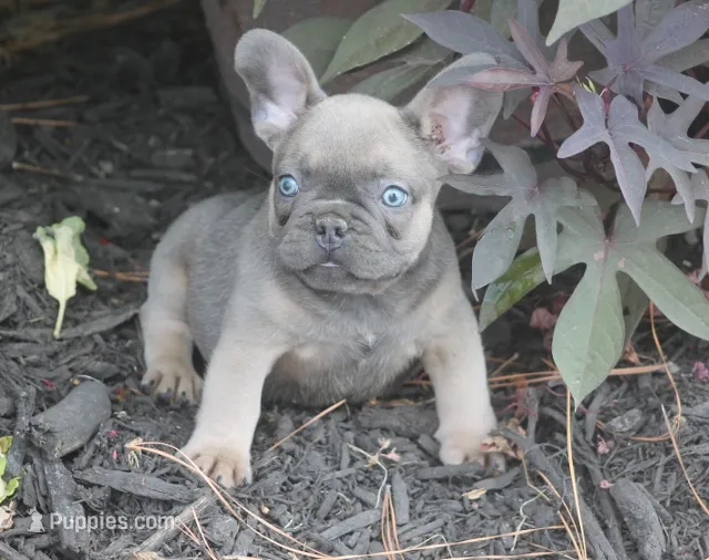 Mr. Big – French Bulldog puppy for sale in Hiwasse, AR