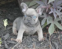 Mr. Big, a male French Bulldog for sale in Hiwasse, AR – 1 of 5