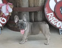 Peppa, a female French Bulldog for sale in Hiwasse, AR – 4 of 10