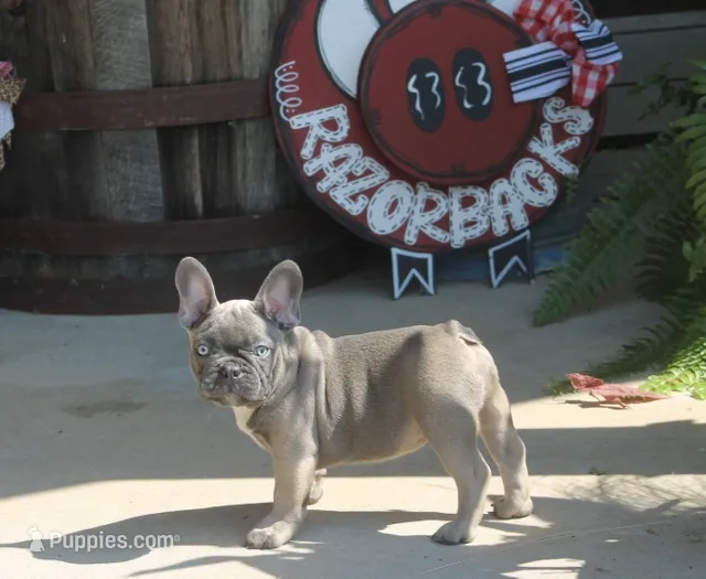 George – French Bulldog puppy for sale in Hiwasse, AR