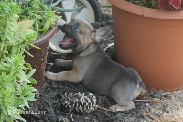 Winnie – French Bulldog puppy for sale in Hiwasse, AR